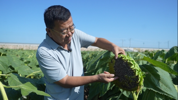 鲁花花生肽肥：赋能河套平原葵花亩产增产超三成 