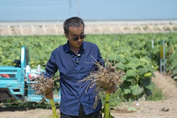 鲁花花生肽肥：赋能河套平原葵花亩产增产超三成 