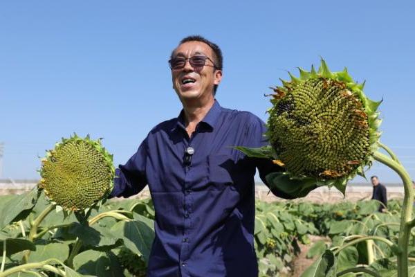 鲁花花生肽肥：赋能河套平原葵花亩产增产超三成 