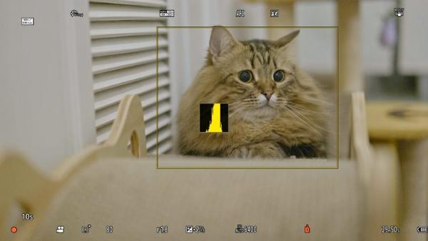 初体验！松下LUMIX S5全画幅微单宠物视频拍摄