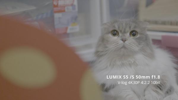 初体验！松下LUMIX S5全画幅微单宠物视频拍摄