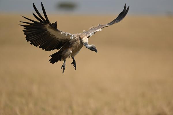 高素质！尼康Z 400mm f/2.8 TC VR S实拍样片