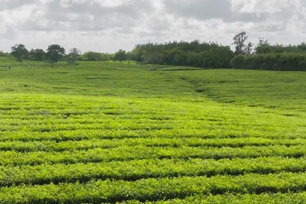 fresh馥蕾诗新品红茶「普拉提」精华重磅登陆天猫小黑盒