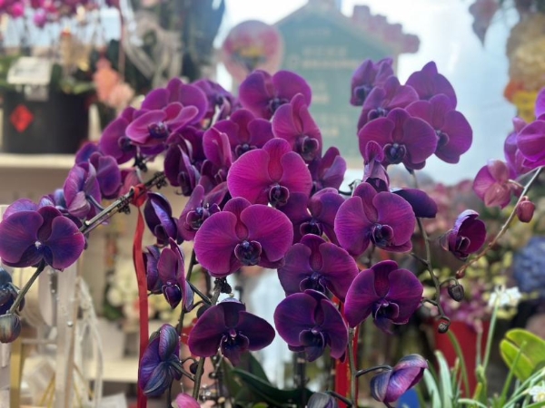 草莓和年宵花流行“美黑” ，盒马首发上架新品种“黑珍珠”