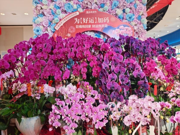 草莓和年宵花流行“美黑” ，盒马首发上架新品种“黑珍珠”