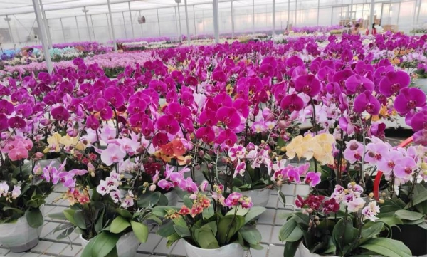 草莓和年宵花流行“美黑” ，盒马首发上架新品种“黑珍珠”