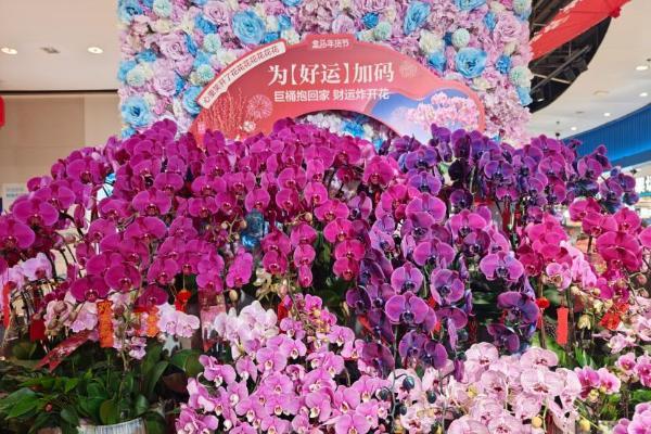 草莓和年宵花流行“美黑” ，盒马首发上架新品种“黑珍珠”