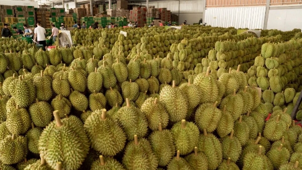 专访“水果皇后”陈雪梅：中原水果供应链龙头怎么炼成的？