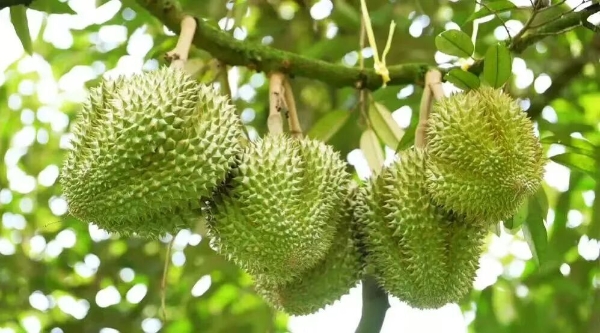 专访“水果皇后”陈雪梅：中原水果供应链龙头怎么炼成的？