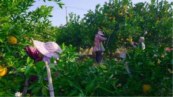 专访“水果皇后”陈雪梅：中原水果供应链龙头怎么炼成的？
