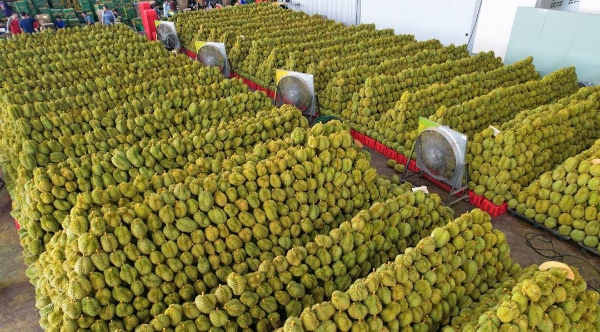 专访“水果皇后”陈雪梅：中原水果供应链龙头怎么炼成的？