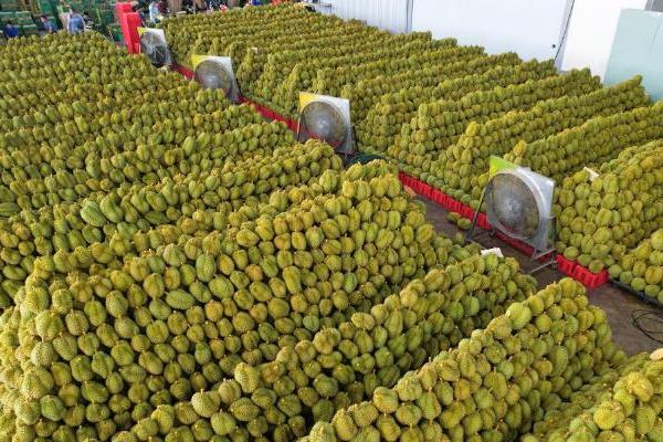 专访“水果皇后”陈雪梅：中原水果供应链龙头怎么炼成的？